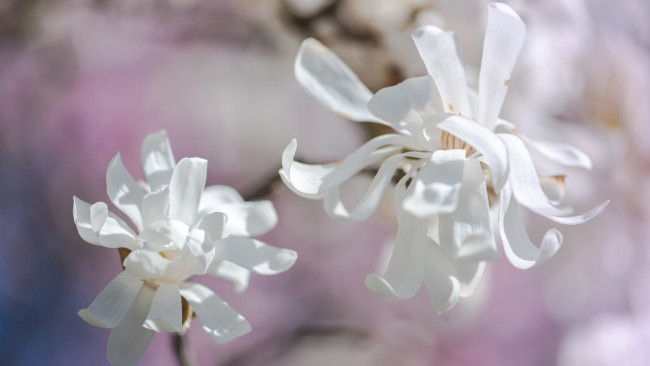 Обои картинки фото цветы, магнолии, весна, светотень, дуэт, лепестки, белые, светлый, фон, нежно, свет, магнолия, ветка, цветки, изящно, бутоны, цветение, нежные, флора, красота