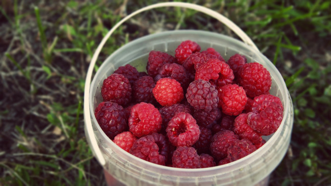 Обои картинки фото еда, малина, пластиковое, трава, ведерко, лето, урожай, вкусно, ягоды, ведро, ведёрко, природа, фон, много