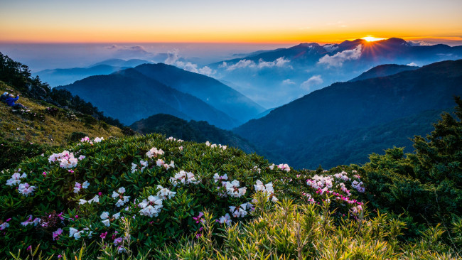 Обои картинки фото природа, горы, сказочно, вечер, дымка, зелень, цветение, холмы, солнце, горизонт, облака, цветы, лучи, склон, рододендроны, пейзаж, туман, кусты, вершины, небо, весна, закат