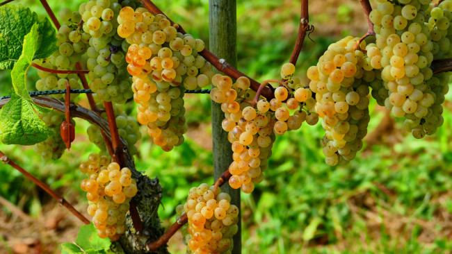 Обои картинки фото природа, Ягоды,  виноград, лоза