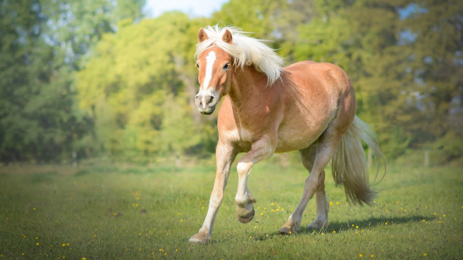 Обои картинки фото животные, лошади, весна, лошадь, трава, луг, персиковый, деревья, прогулка, природа, конь, лужайка, поле, зелень, поляна, кони, красавец, белогривый, парк
