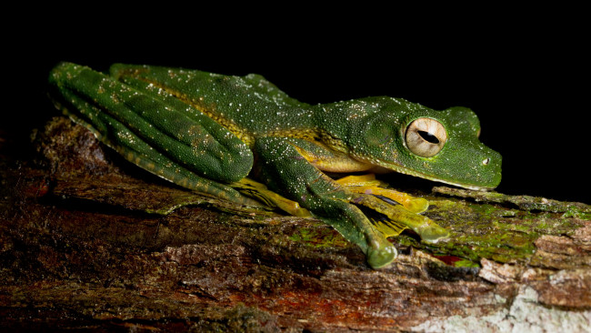 Обои картинки фото животные, лягушки, зеленая, глаза, лапки, макро, земноводные, лежит, боком, пупырки, профиль, кожа, черный, фон, кора, амфибии, зрачки, дерево, лягушка