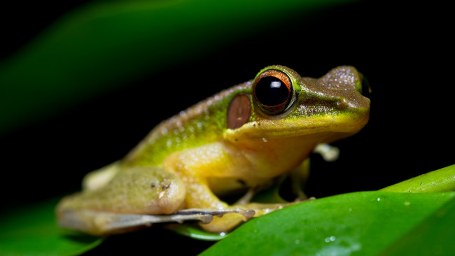 Обои картинки фото животные, лягушки, зеленый, зеленая, с, желтым, амфибии, зрачки, земноводные, листок, лягушка, мордашка, черный, фон, сидит, глаза, макро, лист