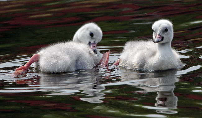 Обои картинки фото животные, лебеди, вода, малыши, игра, гуси, пара