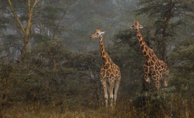 Обои картинки фото животные, жирафы, жираф, окрас, расцветка, пара, деревья