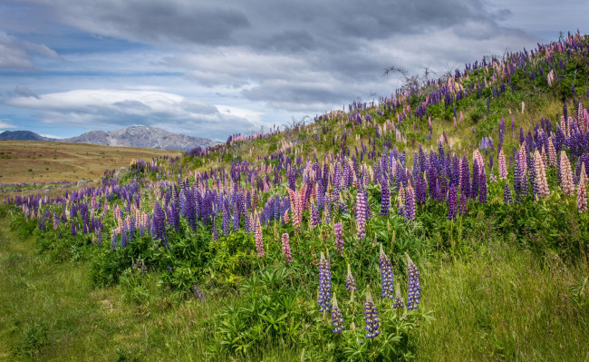 Обои картинки фото природа, луга, трава, цветы, гора, холм