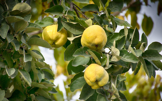 Обои картинки фото природа, плоды, айва