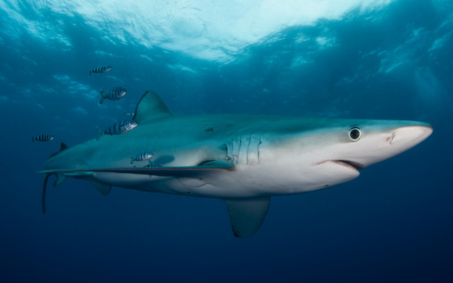 Обои картинки фото животные, акулы, маленькие, рыба, подводный, мир, толща, воды, рыбы, рыбки, голубая, акула, обитатели, морей, фауна, свет, подводная, съёмка, океан, вода, море, под, водой, полосатые
