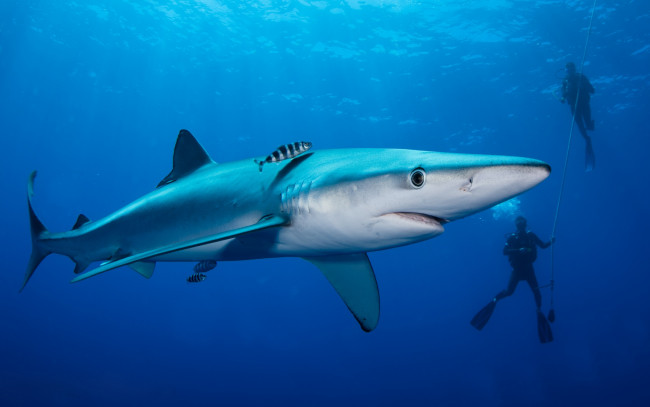 Обои картинки фото животные, акулы, рыба, подводный, мир, рыбы, человек, рыбки, люди, голубая, акула, обитатели, морей, фауна, работа, свет, два, подводная, съёмка, двое, канат, океан, вода, море, под, водой, водолазы, большая, глубина, глубоководная