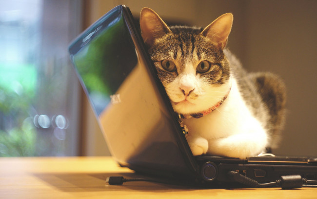 Обои картинки фото животные, коты, кошка, лежит, серый, с, белым, информационные, технологии, морда, окно, стена, закачка, полосатый, электроника, техника, помещение, котэ, ошейник, ноутбук, офис, фотосессия, кот, гаджет