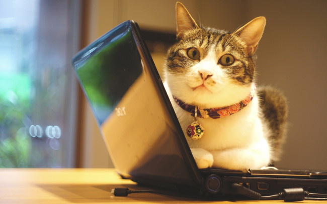 Обои картинки фото животные, коты, котэ, информационные, технологии, морда, помещение, окно, полосатый, ошейник, офис, фотосессия, закачка, электроника, гаджет, кот, техника, стена, ноутбук, кошка, лежит, серый, с, белым
