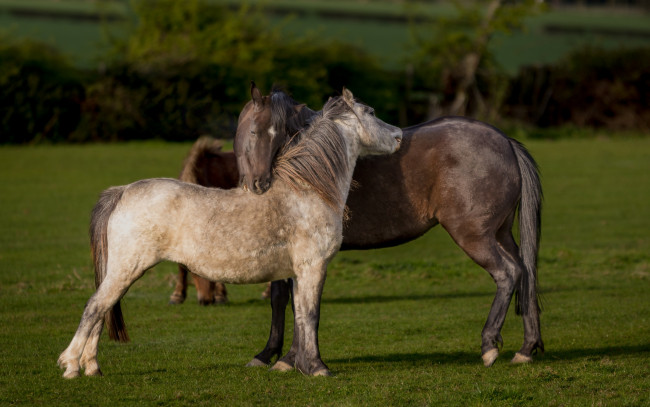 Обои картинки фото животные, лошади, природа, газон, ограждение, простор, двое, конь, два, гнедой, пастбище, кусты, любовь, изгородь, пара, дружба, забор, луг, отношения, пегий, кони, настроение, поле, зелень, лето, трава, лошадь