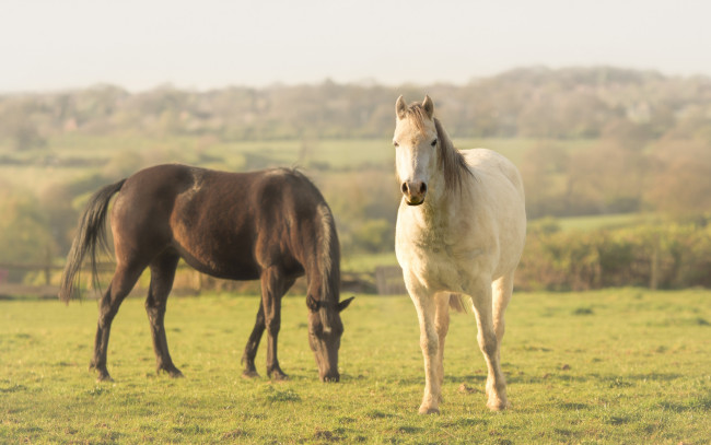 Обои картинки фото животные, лошади, простор, двое, деревня, конь, два, свет, природа, спокойствие, гнедой, белый, пастбище, настроение, коня, провинция, пасется, кони, дымка, пара, забор, пасутся, лошадь, луг, лето, трава, небо, газон, поле, ограждение, изгородь, облака