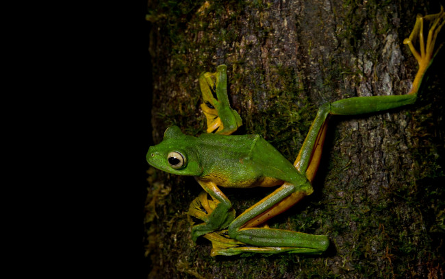 Обои картинки фото животные, лягушки, поза, лапки, дерево, лягушка, амфибии, земноводные, макро, черный, фон, кора, зеленая, глаза