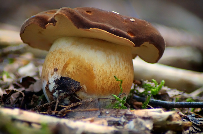 Обои картинки фото природа, грибы, боровик