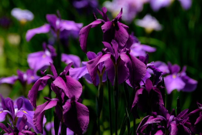 Обои картинки фото цветы, ирисы, цвет, цветение, лепестки