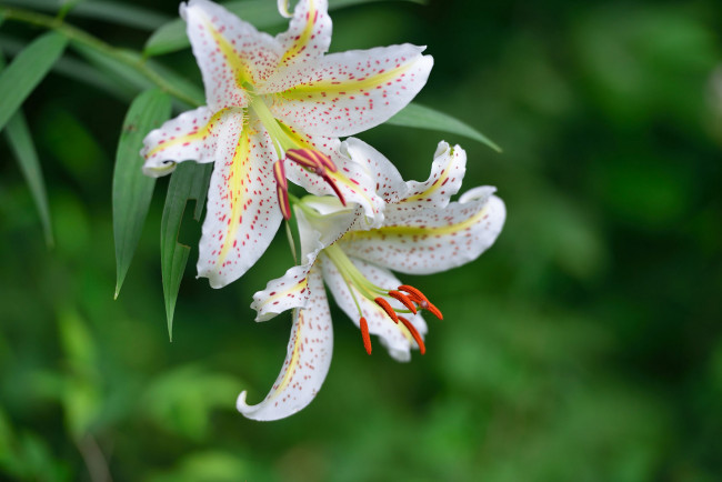 Обои картинки фото цветы, лилии,  лилейники, лилия, цветение, лепестки, тычинки