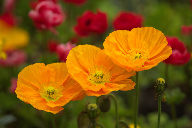 Обои картинки фото цветы, маки, цвет, лепестки, цветение, мак