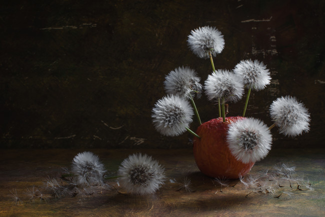 Обои картинки фото цветы, одуванчики, фон, боке