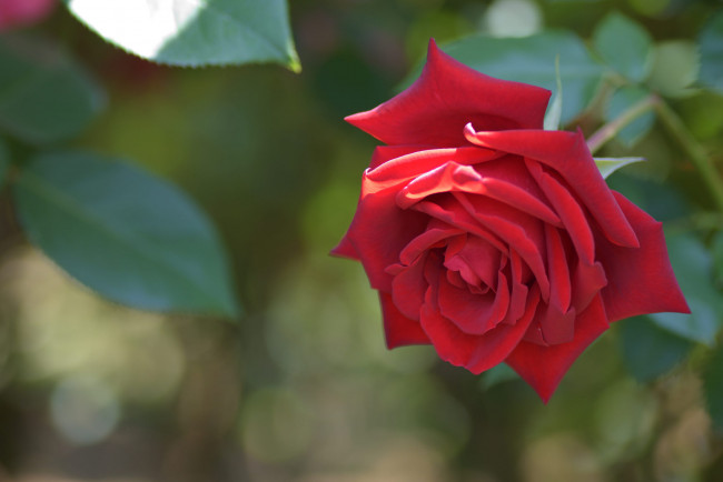 Обои картинки фото цветы, розы, цвет, лепестки, цветение, роза