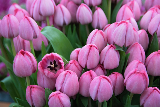 Обои картинки фото цветы, тюльпаны, цветение, цвет