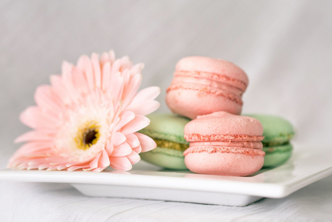 Обои картинки фото еда, макаруны, гербера, пирожные