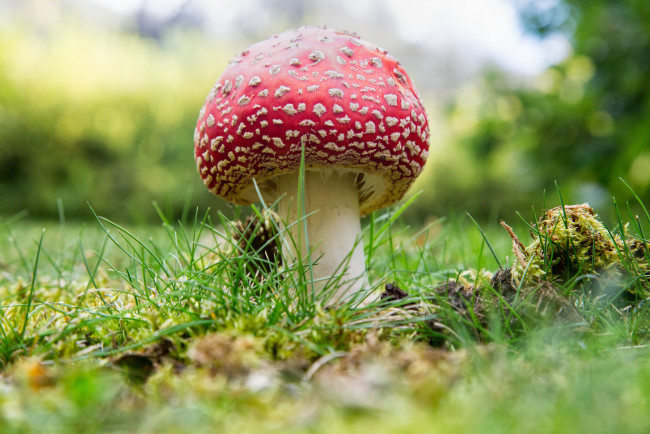 Обои картинки фото природа, грибы,  мухомор, грибок