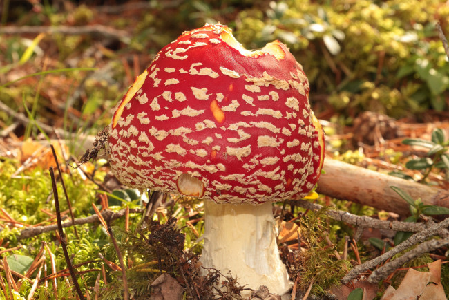 Обои картинки фото природа, грибы,  мухомор, грибок