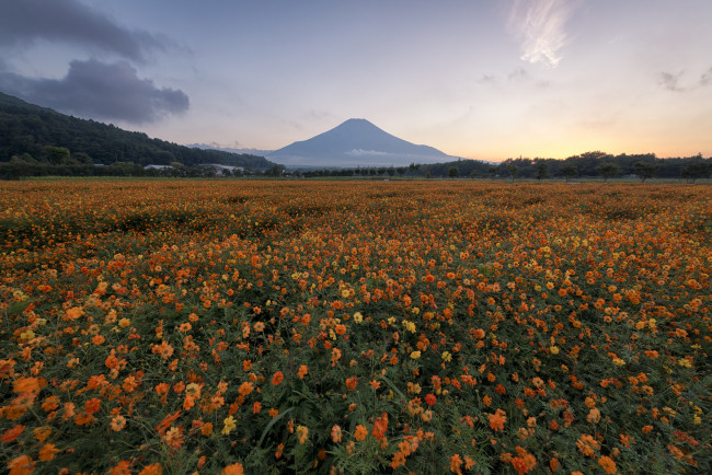 Обои картинки фото природа, луга, луг, цветы, горы, небо