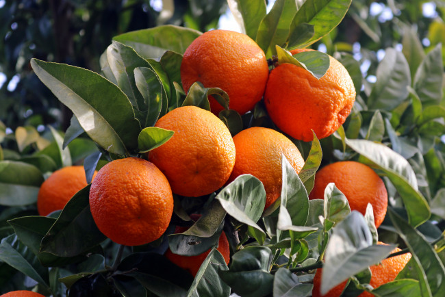 Обои картинки фото природа, плоды, мандарины