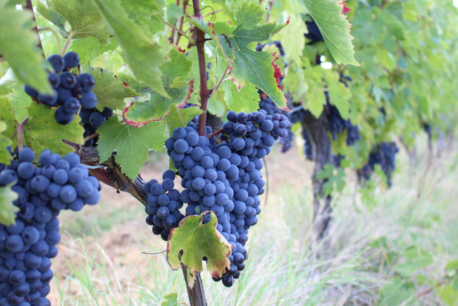 Обои картинки фото природа, Ягоды,  виноград, лоза