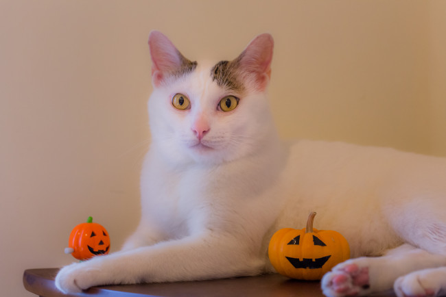 Обои картинки фото животные, коты, кот, окрас, взгляд, отдых