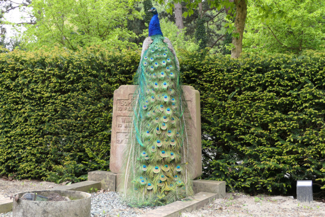 Обои картинки фото животные, павлины, птица, перья, павлин