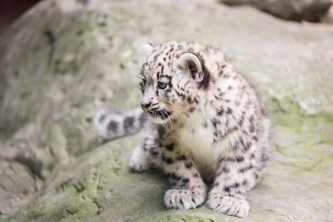 Обои картинки фото животные, снежный барс , ирбис, отдых, трава, окрас, взгляд, ушки, рысь