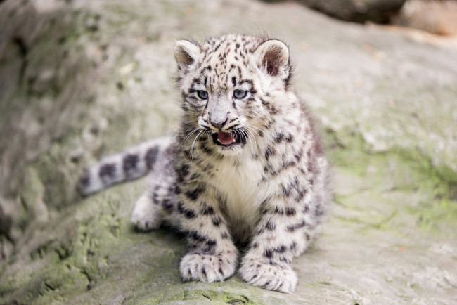 Обои картинки фото животные, снежный барс , ирбис, животное, кисточки, ушки, шерсть, окрас, рысь