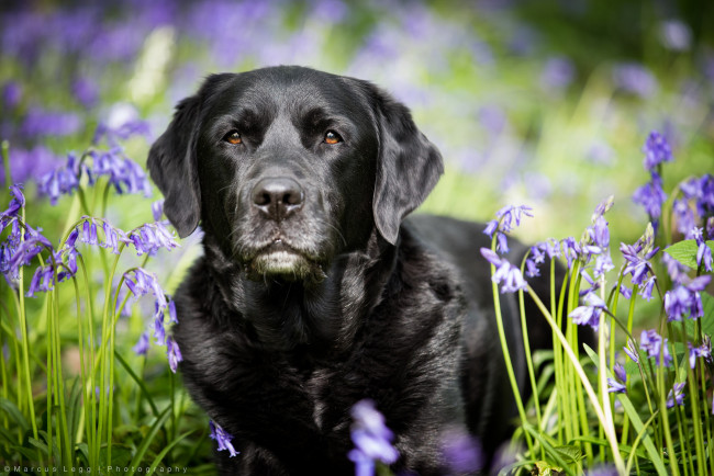 Обои картинки фото животные, собаки, взгляд, окрас, цветы, собака