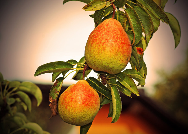 Обои картинки фото природа, плоды, груши