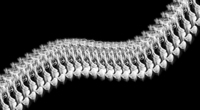 Обои картинки фото 3д графика, абстракция , abstract, цвет, узор, фон