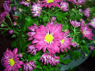 Картинка цветы хризантемы