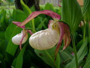 Картинка цветы кальцеолярия венерины башмачки