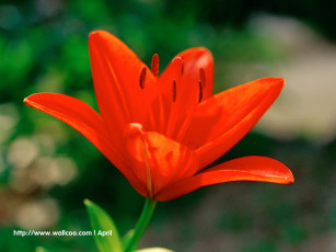 Картинка цветы лилии лилейники