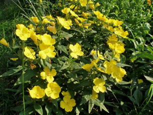 обоя цветы, луговые, полевые