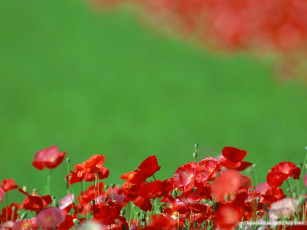 Картинка цветы маки