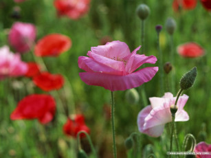 Картинка цветы маки