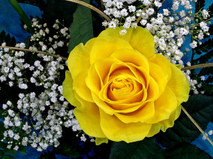 Картинка цветы розы