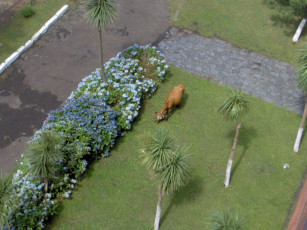 Картинка животные коровы буйволы