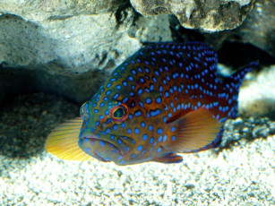 Картинка животные рыбы