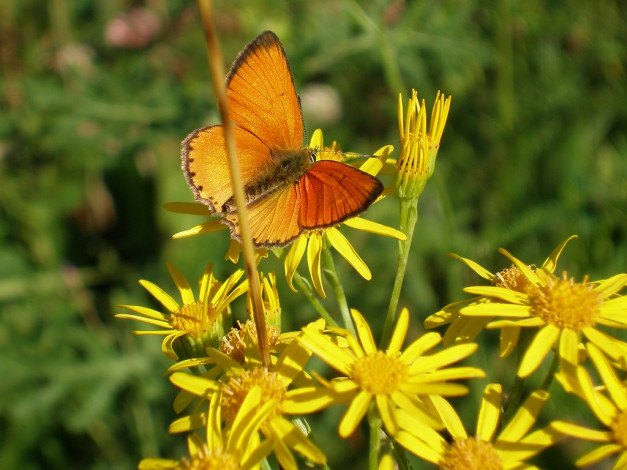 Обои картинки фото животные, бабочки