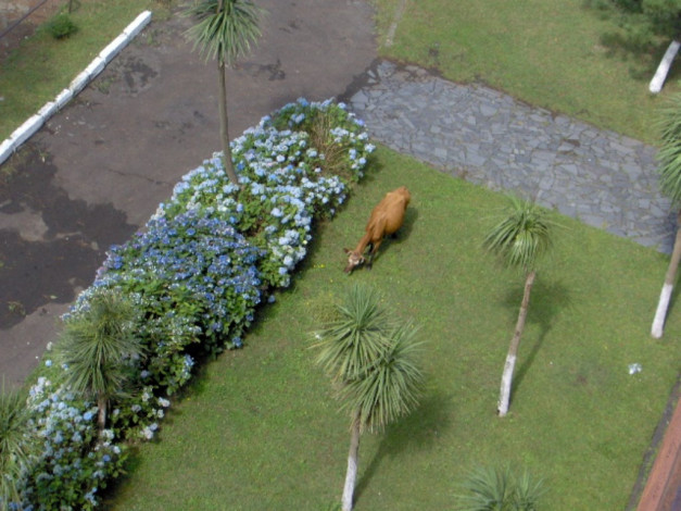 Обои картинки фото животные, коровы, буйволы