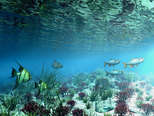 Обои картинки фото животные, рыбы